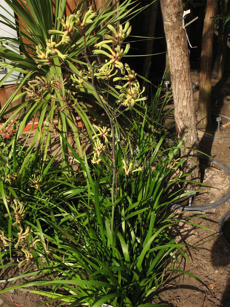 Image of Anigozanthos flavidus specimen.