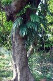 Epipremnum pinnatum. Вегетирующее растение на стволе дерева. Андаманские острова, остров Хейвлок, в поселке у дороги. 31.12.2014.