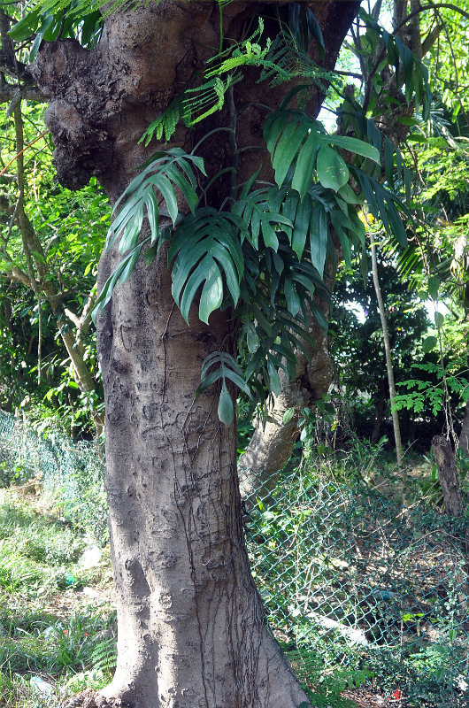 Изображение особи Epipremnum pinnatum.