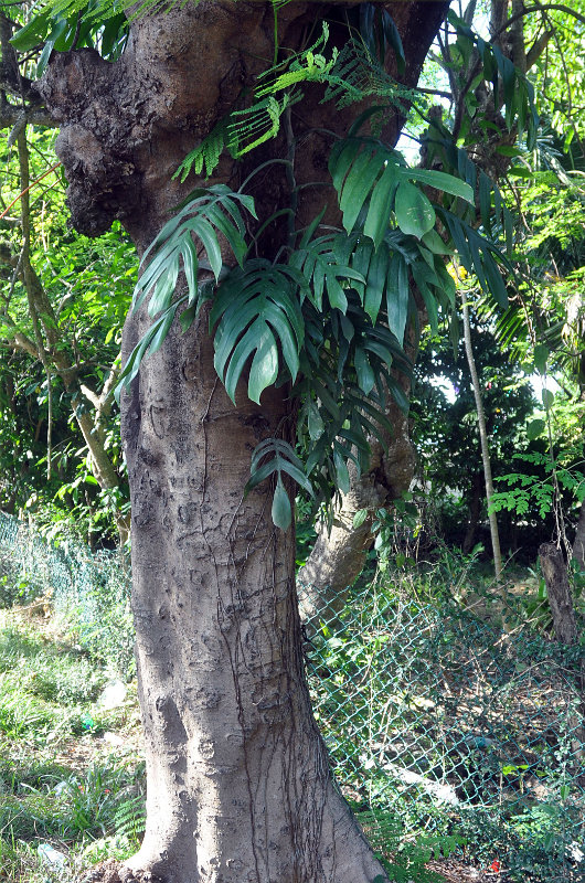 Image of Epipremnum pinnatum specimen.