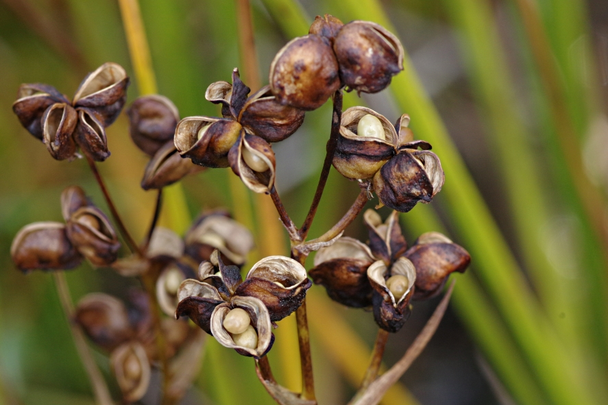 Изображение особи Scheuchzeria palustris.