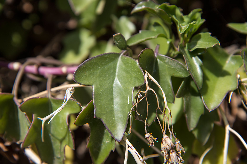 Image of Senecio angulatus specimen.