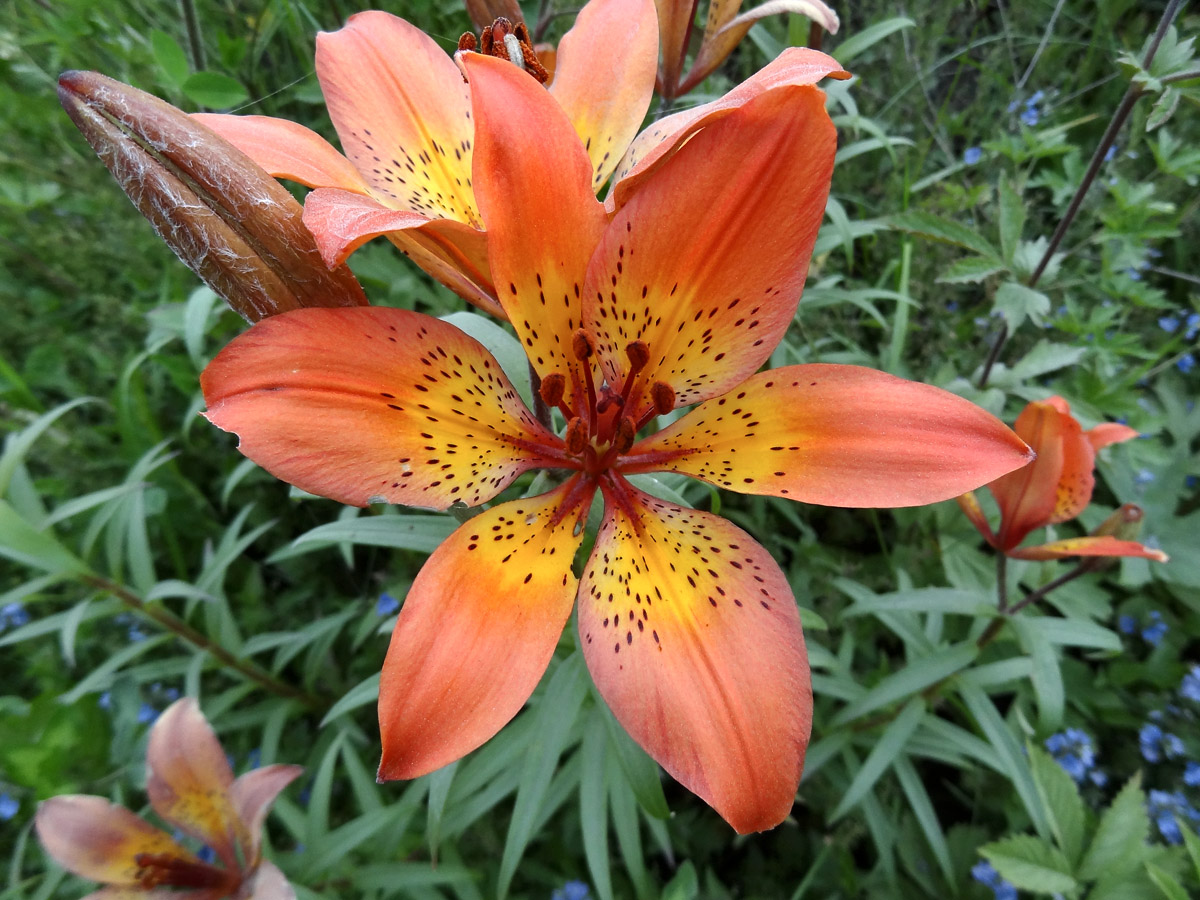 Image of Lilium pensylvanicum specimen.