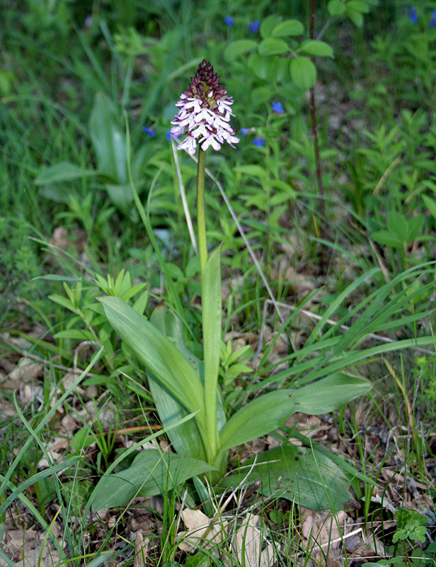 Изображение особи Orchis purpurea.