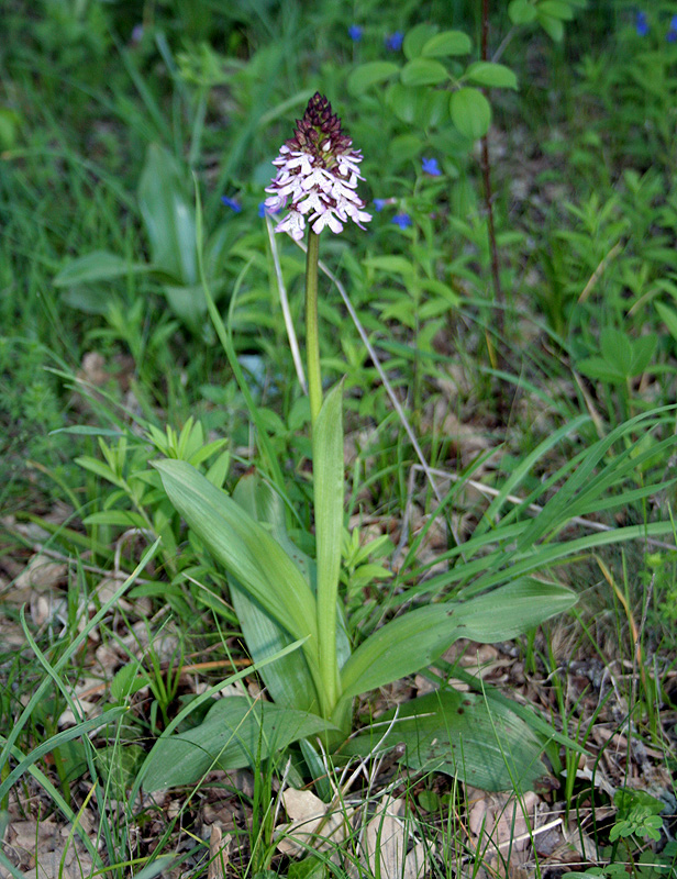 Изображение особи Orchis purpurea.