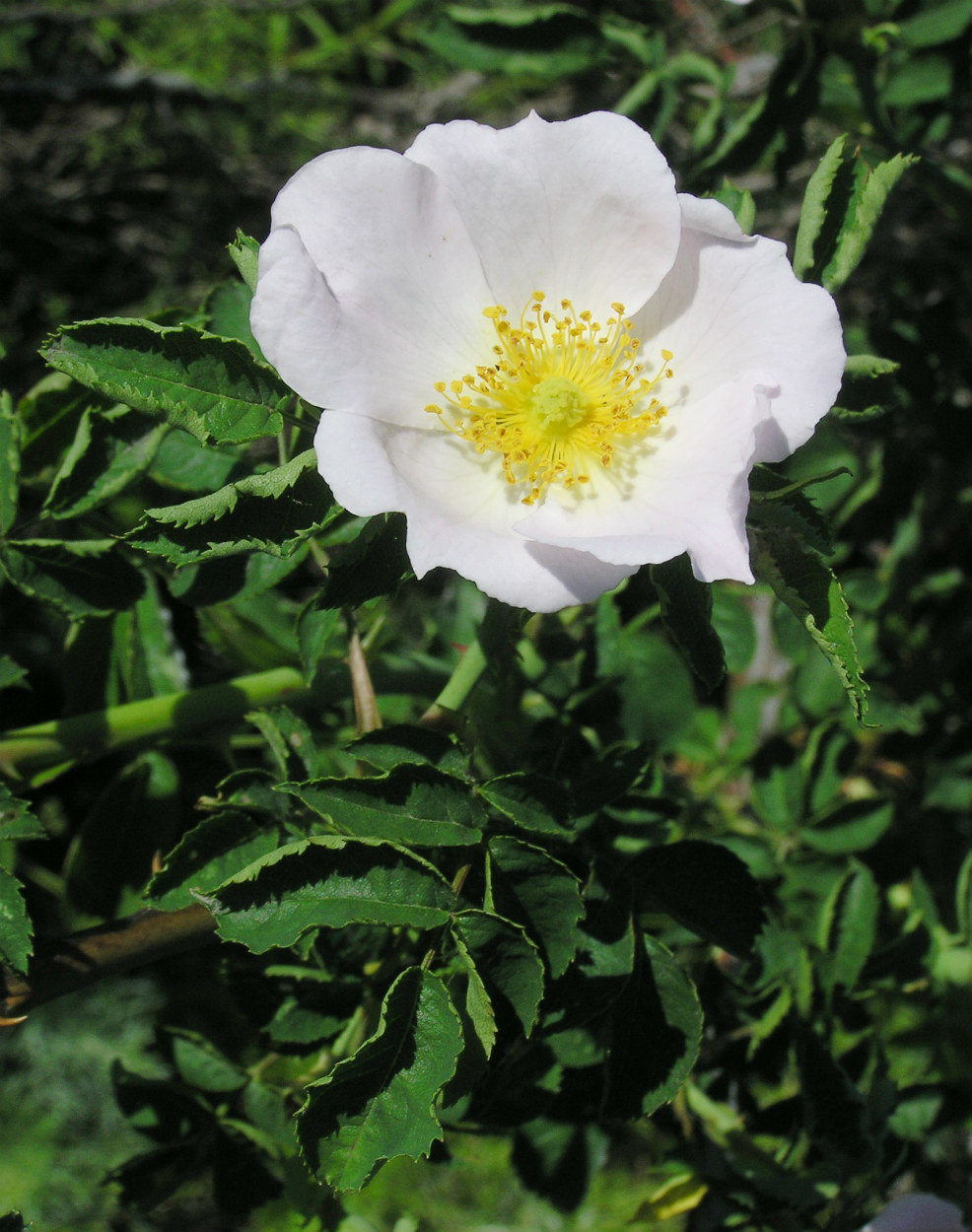 Image of genus Rosa specimen.