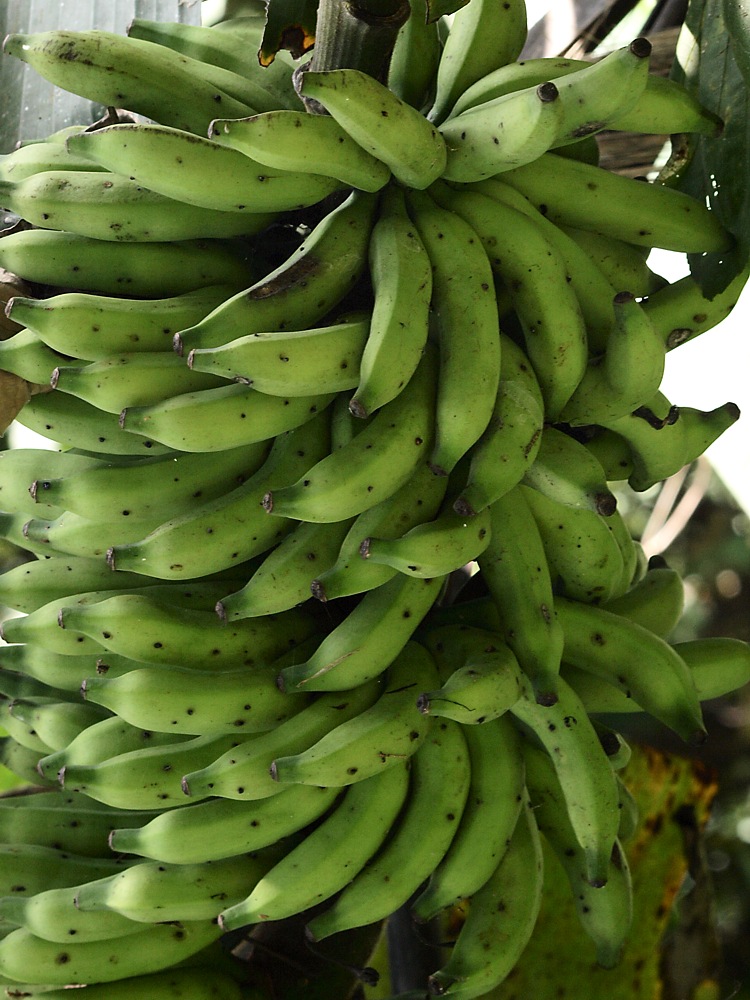 Image of Musa acuminata specimen.
