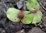 Terminalia bialata. Семена. Андаманские острова, остров Хейвлок, влажный тропический лес. 01.01.2015.