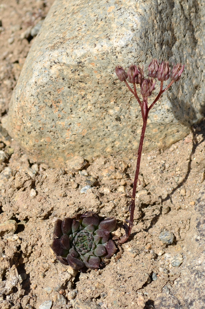 Image of Rosularia tadzhikistana specimen.