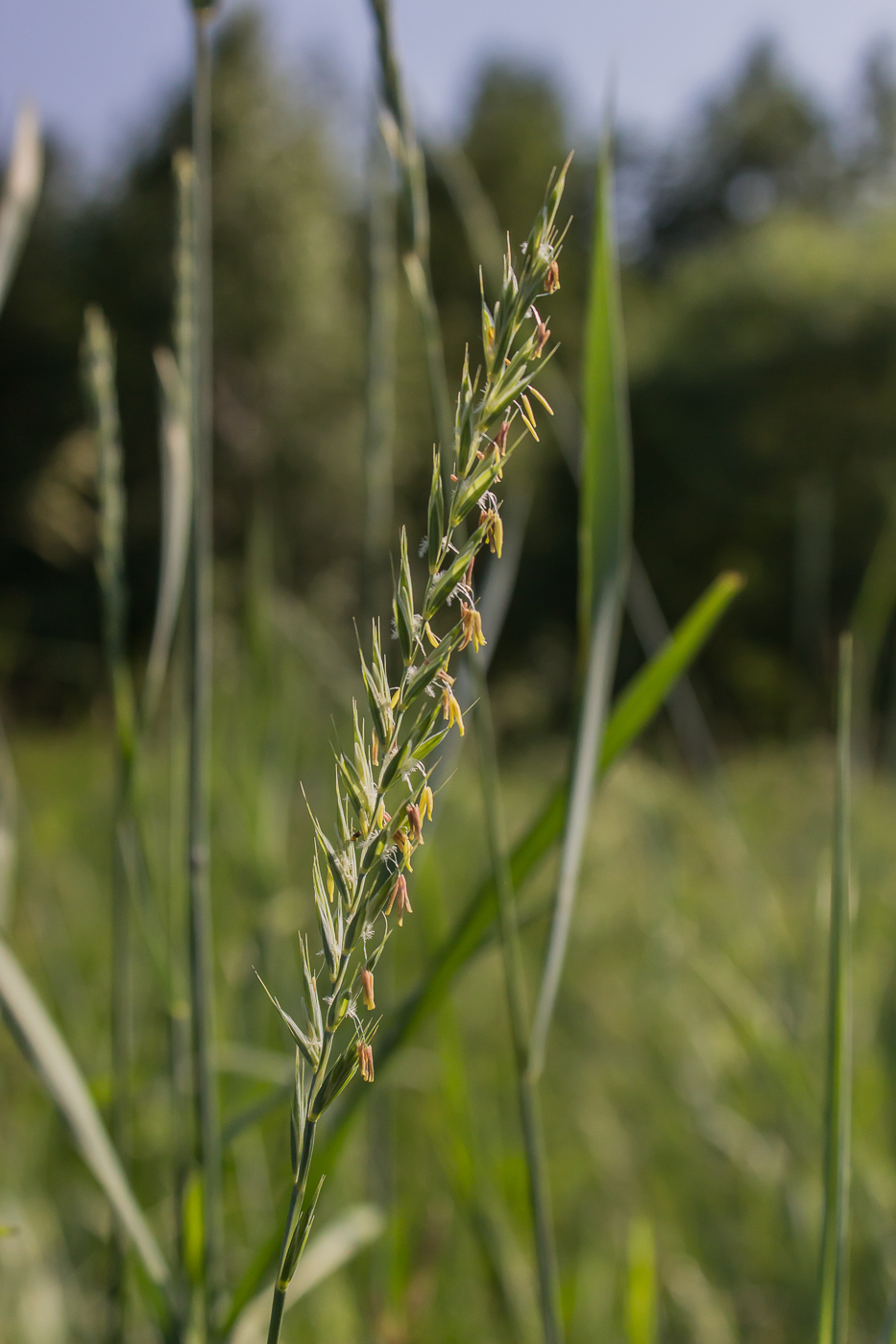 Изображение особи Elytrigia repens.