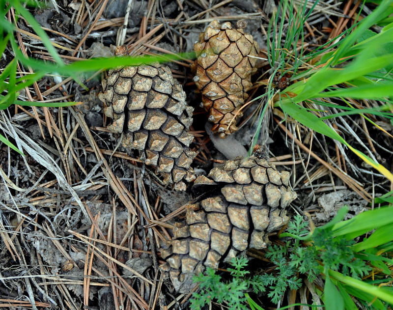 Image of Pinus sylvestris ssp. hamata specimen.