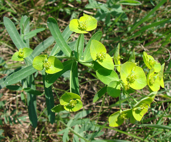 Image of Euphorbia borealis specimen.