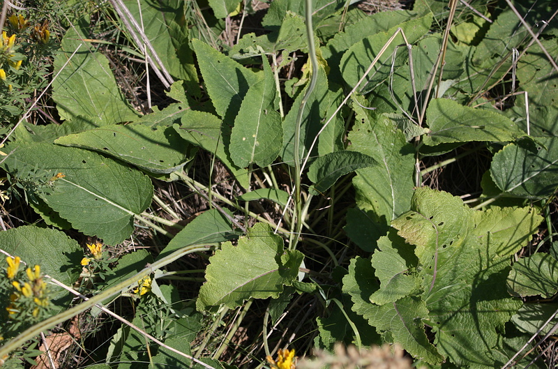 Изображение особи Salvia nutans.