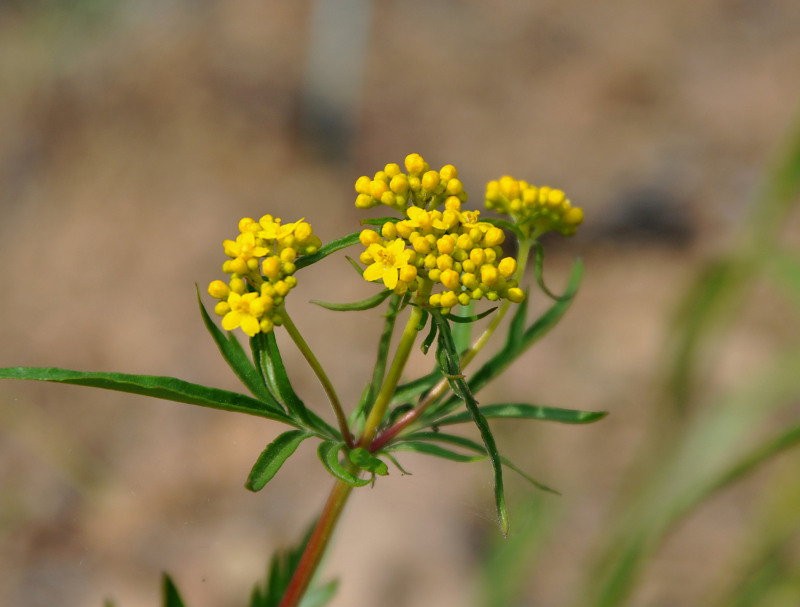 Изображение особи Patrinia rupestris.