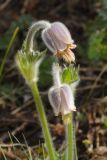 Pulsatilla campanella