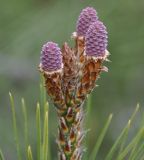 Pinus halepensis