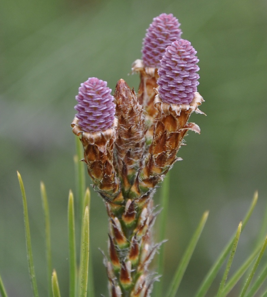 Изображение особи Pinus halepensis.