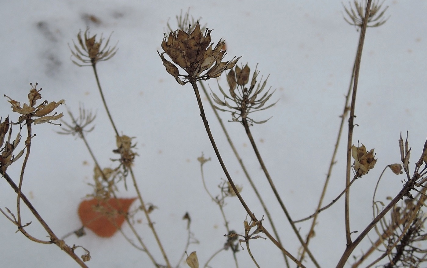 Image of Iberis umbellata specimen.