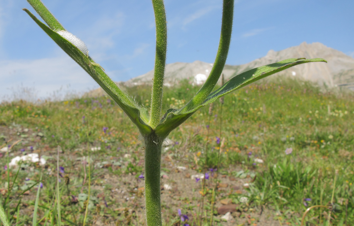Image of Knautia involucrata specimen.