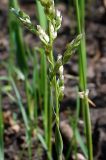 Hierochloe odorata