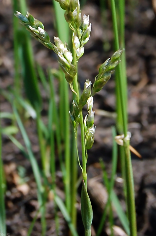 Image of Hierochloe odorata specimen.