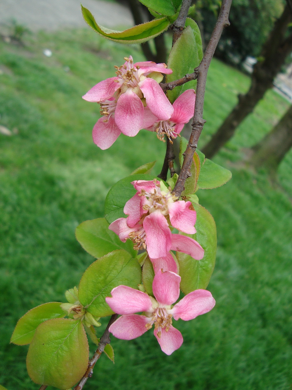 Изображение особи Pseudocydonia sinensis.