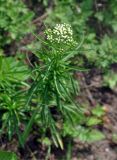 Achillea alpina. Расцветающее растение. Приморье, Хасанский р-н, о-в Фуругельма, опушка широколиственного леса. 16.08.2015.