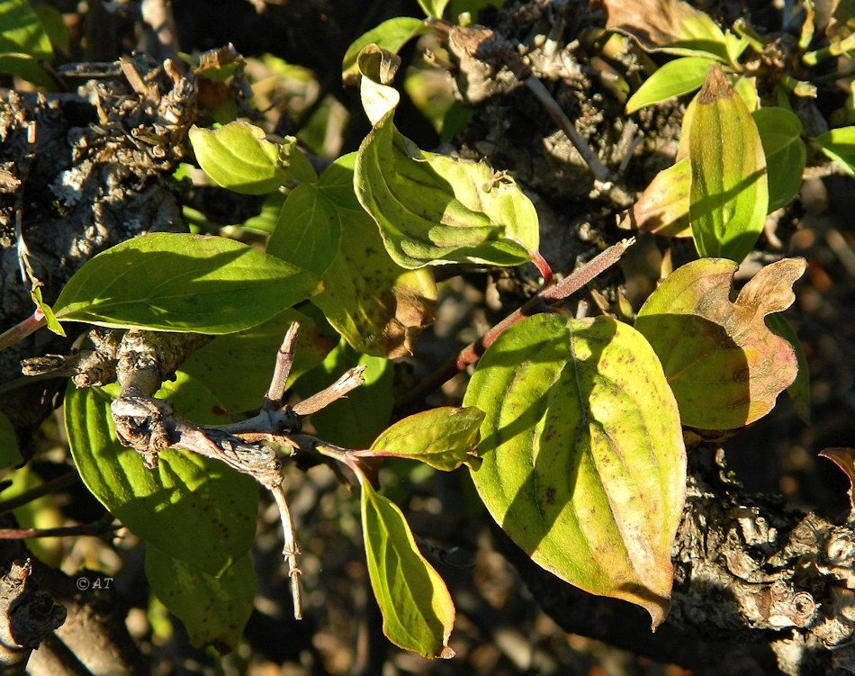 Image of genus Swida specimen.