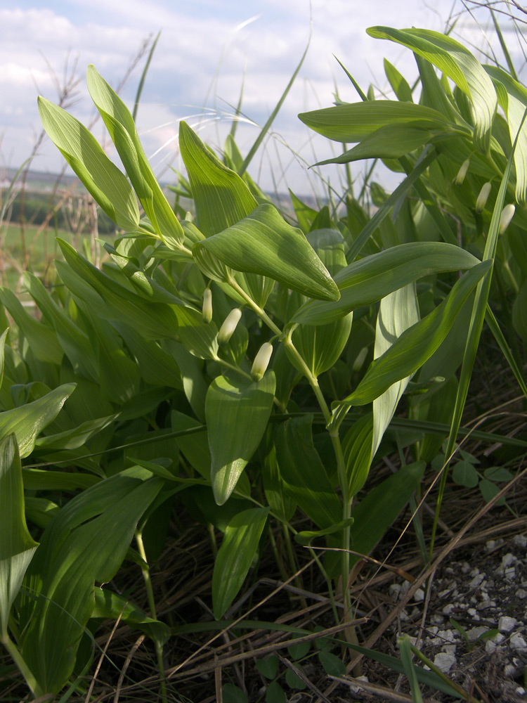 Image of Polygonatum odoratum specimen.