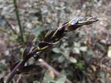 Ruscus aculeatus. Верхушка ветви. Испания, автономное сообщество Каталония, провинция Жирона, комарка Баш Эмпорда, муниципалитет Санта-Кристина-де-Аро; лес из пробкового дуба в 3-х км от н. пос. Романья-де-ла-Сельва. 07.05.2016.