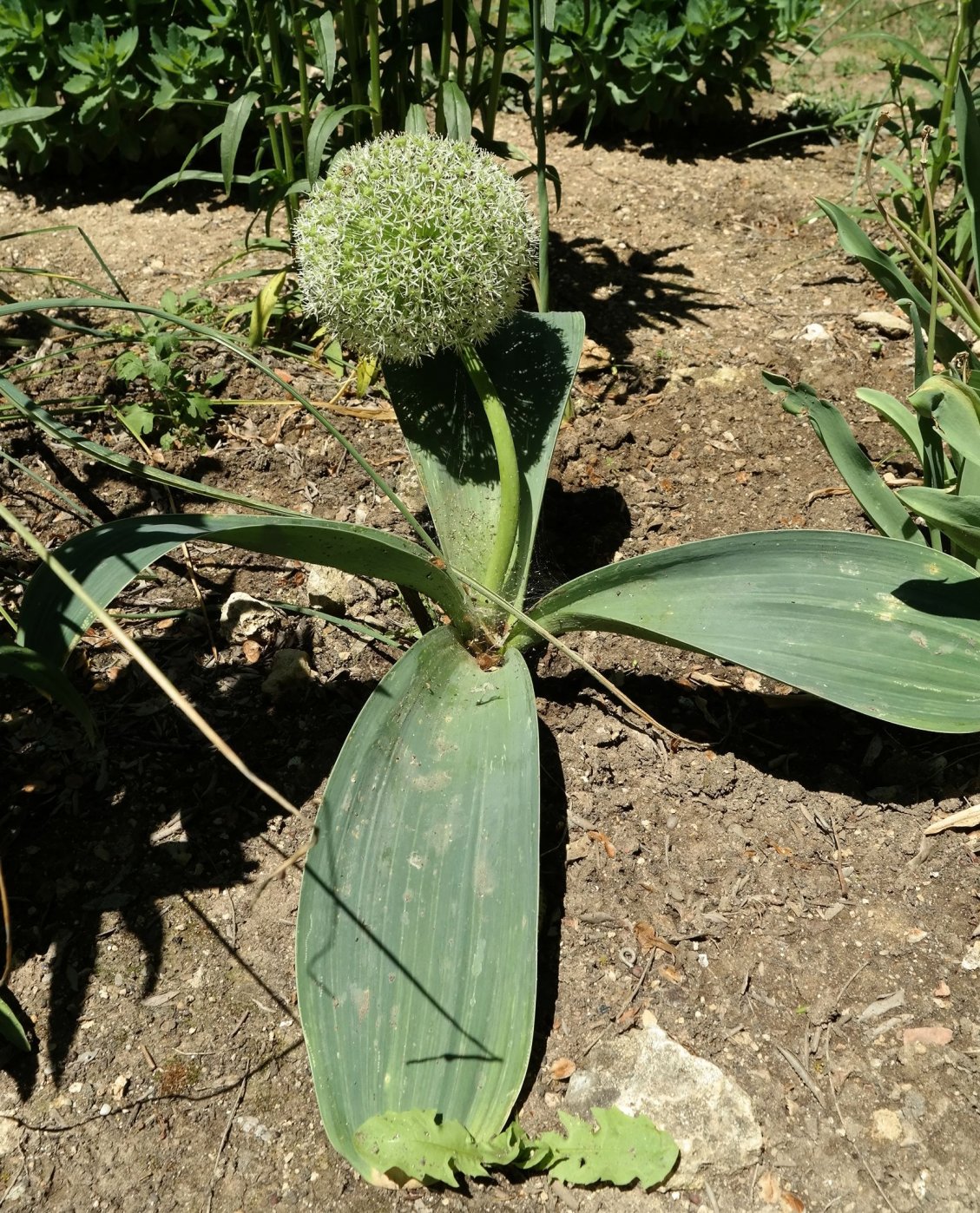 Image of Allium karataviense specimen.