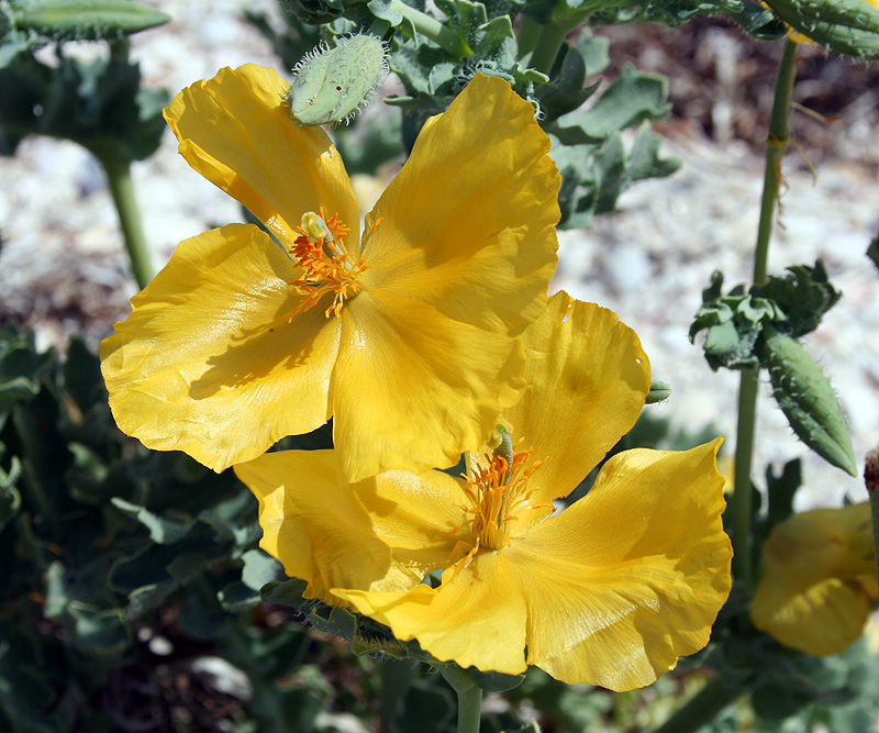 Image of Glaucium flavum specimen.