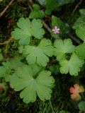 Geranium lucidum. Цветущее растение. Краснодарский край, м.о.г. Геленджик, окр. села Михайловский перевал, Плесецкая щель. 21.05.2016.