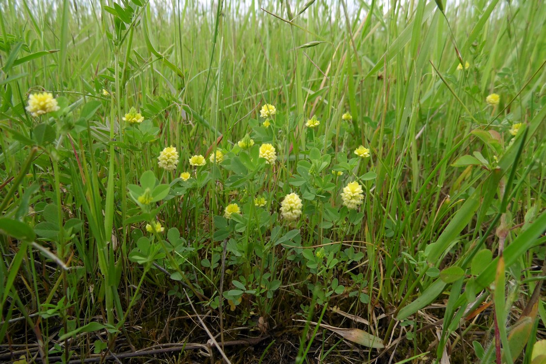 Image of Trifolium campestre specimen.