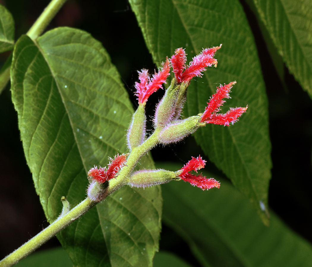 Изображение особи Juglans mandshurica.