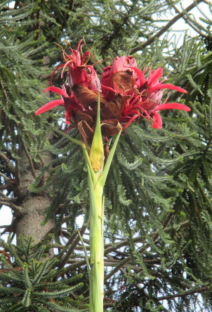 Image of Doryanthes excelsa specimen.