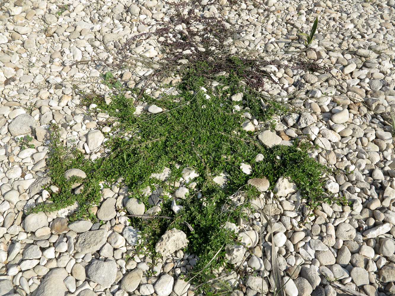 Image of Lippia nodiflora specimen.