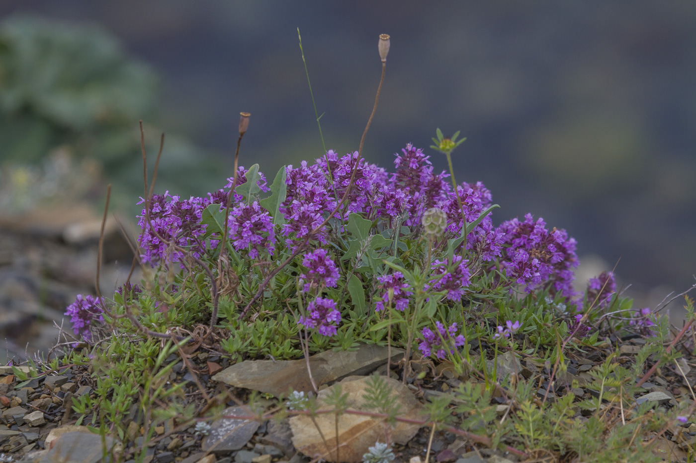 Изображение особи род Thymus.