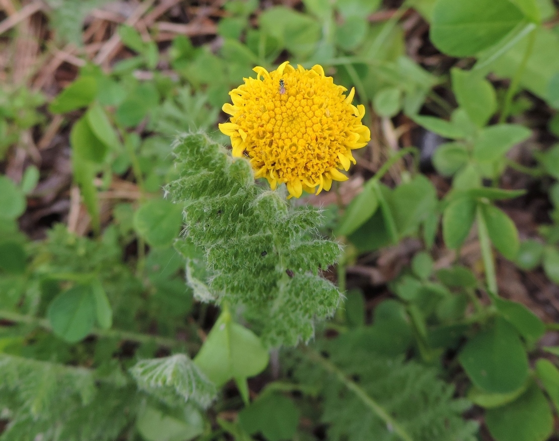 Image of Tanacetum bipinnatum specimen.