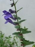 Scutellaria scordiifolia