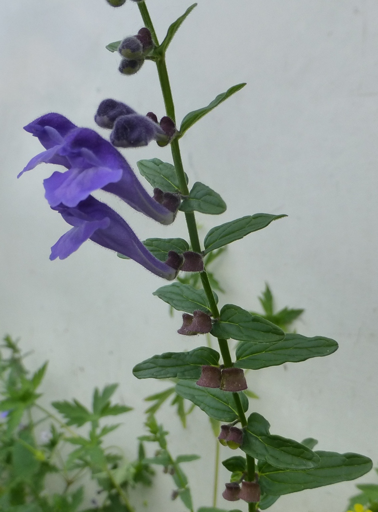 Image of Scutellaria scordiifolia specimen.
