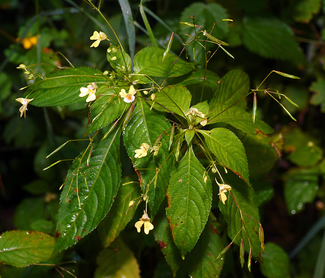 Изображение особи Impatiens parviflora.