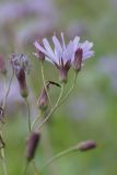 Lactuca sibirica