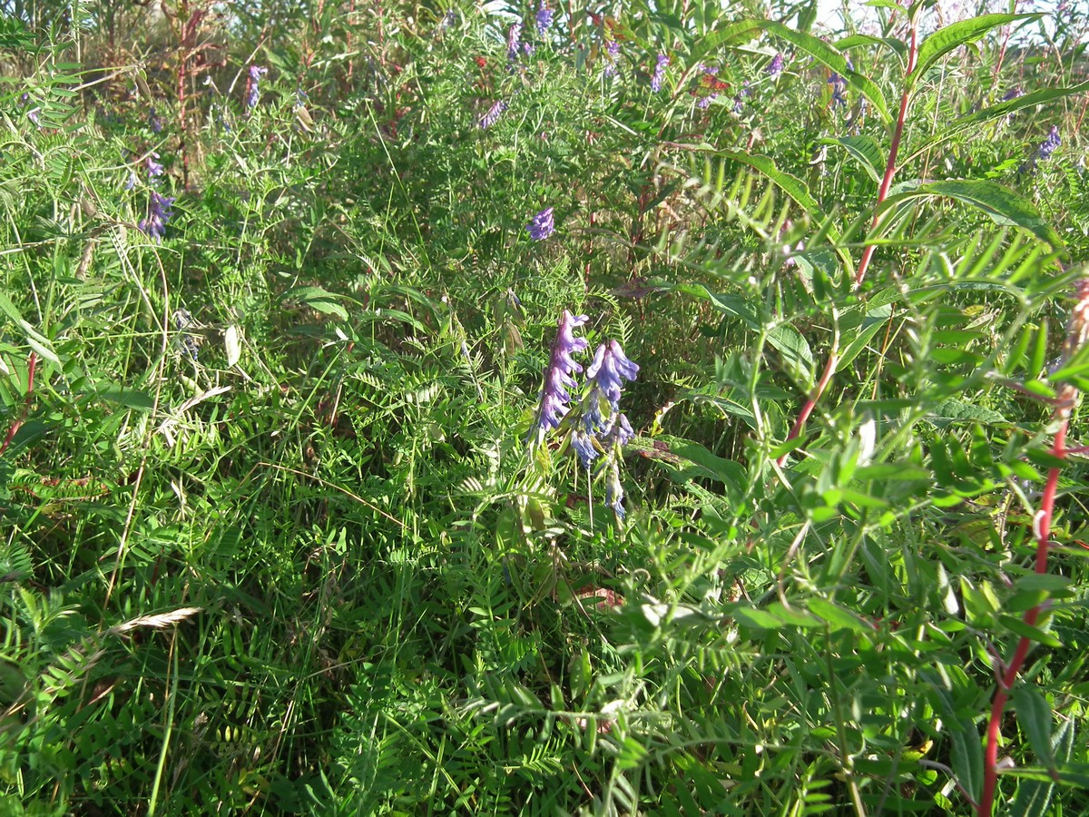 Image of Vicia cracca specimen.