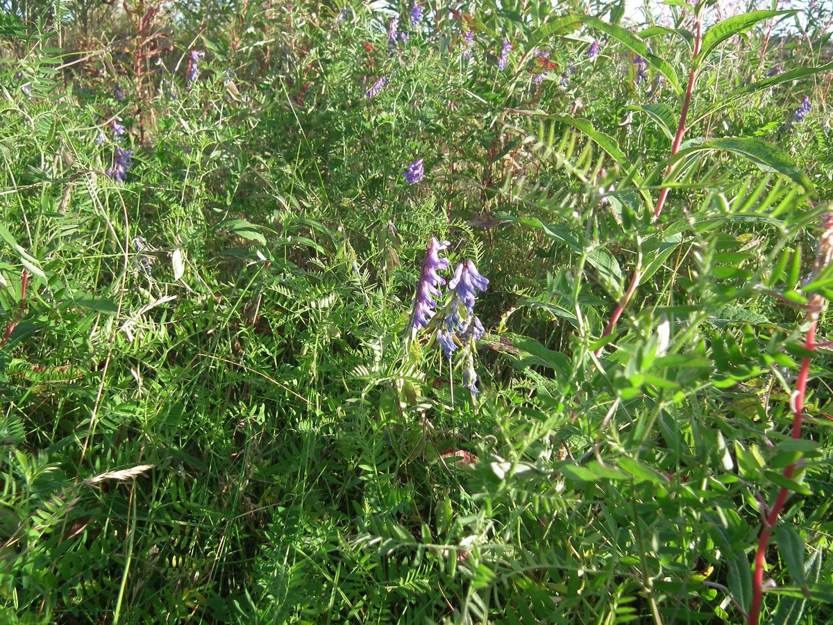 Изображение особи Vicia cracca.