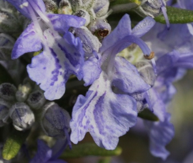 Изображение особи Rosmarinus officinalis.