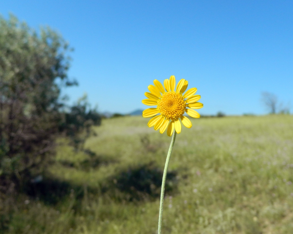 Изображение особи Anthemis tinctoria.