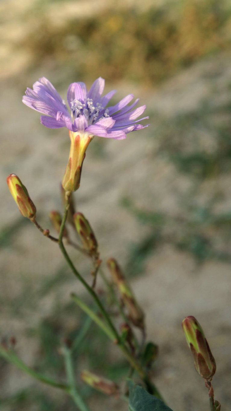 Image of Lactuca tatarica specimen.