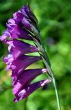 Gladiolus tenuis