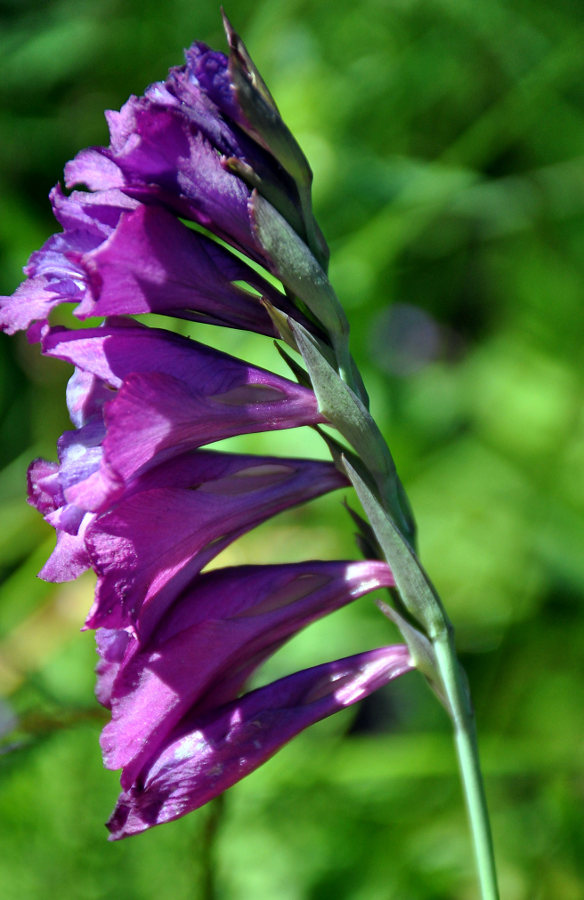 Изображение особи Gladiolus tenuis.